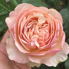 Unforgettable Rose Plant｜难忘 image 1