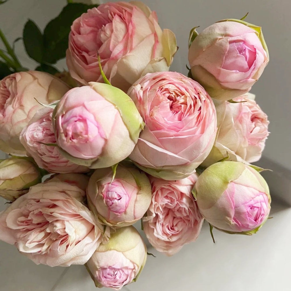 Bridal Piano Rose Plant|新娘钢琴 image 3
