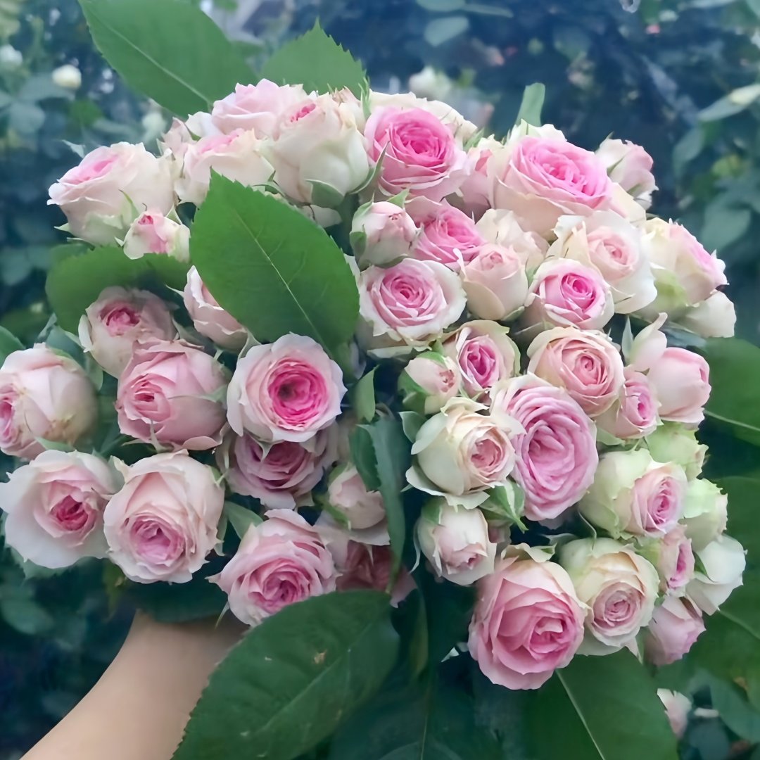 Super Sensation Rose Plant｜粉多头 image 7