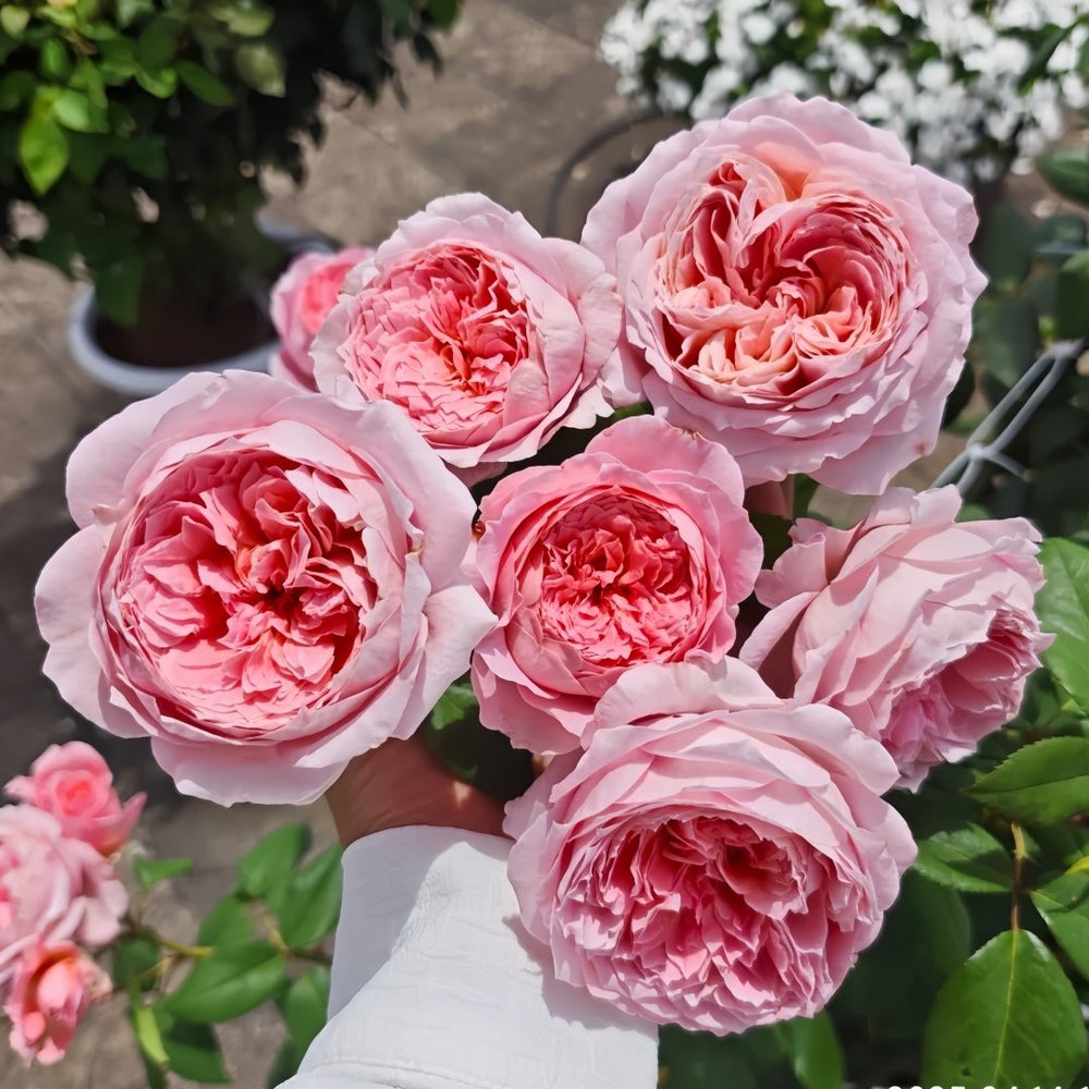 Anne-sophie Pic Rose Plant|安索菲比克 image 5