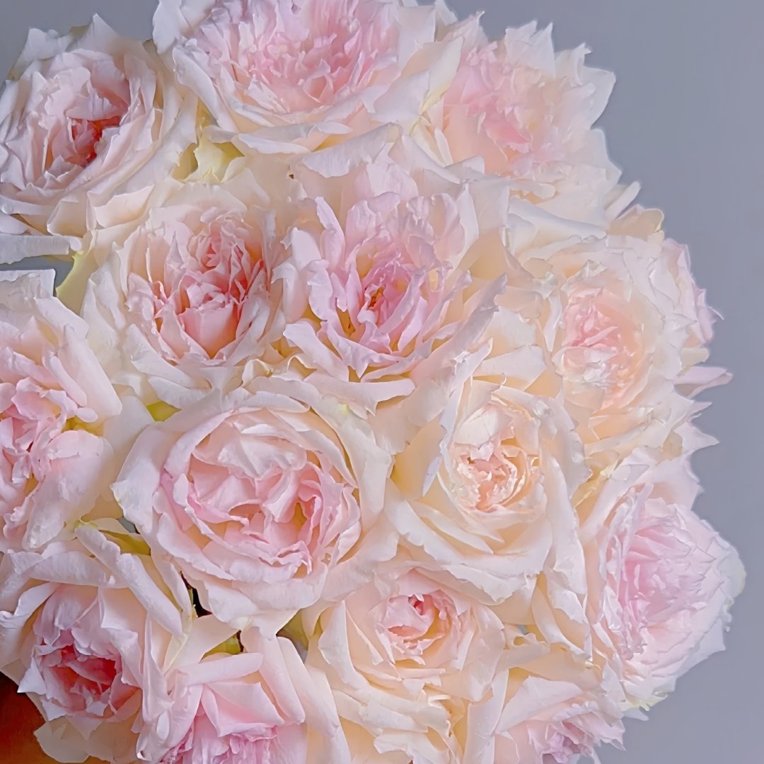 Nausica Rose Plant|娜乌西卡 image 9