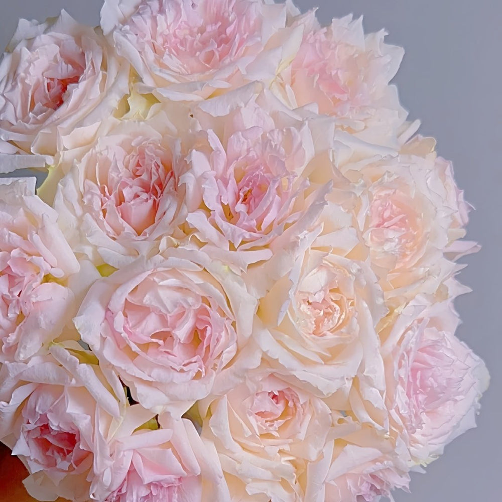 Nausica Rose Plant|娜乌西卡 image 9