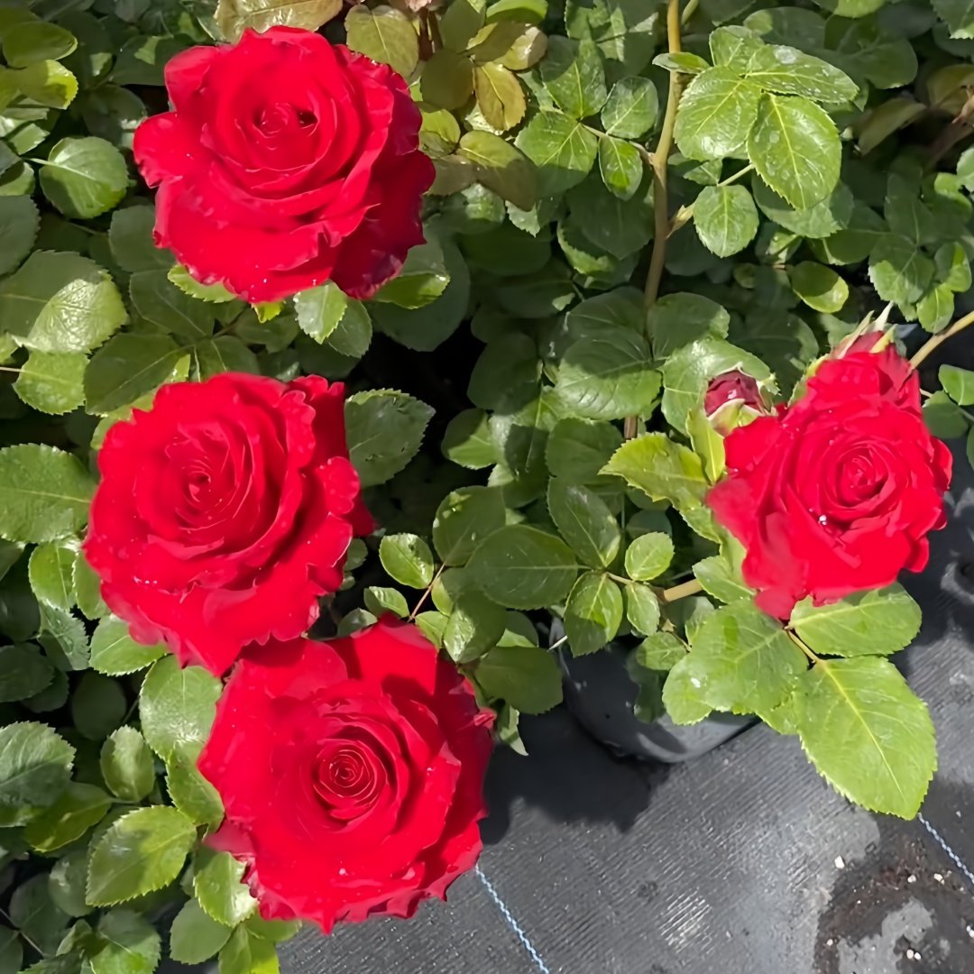 Red France Rose Plant｜法国红 image 2