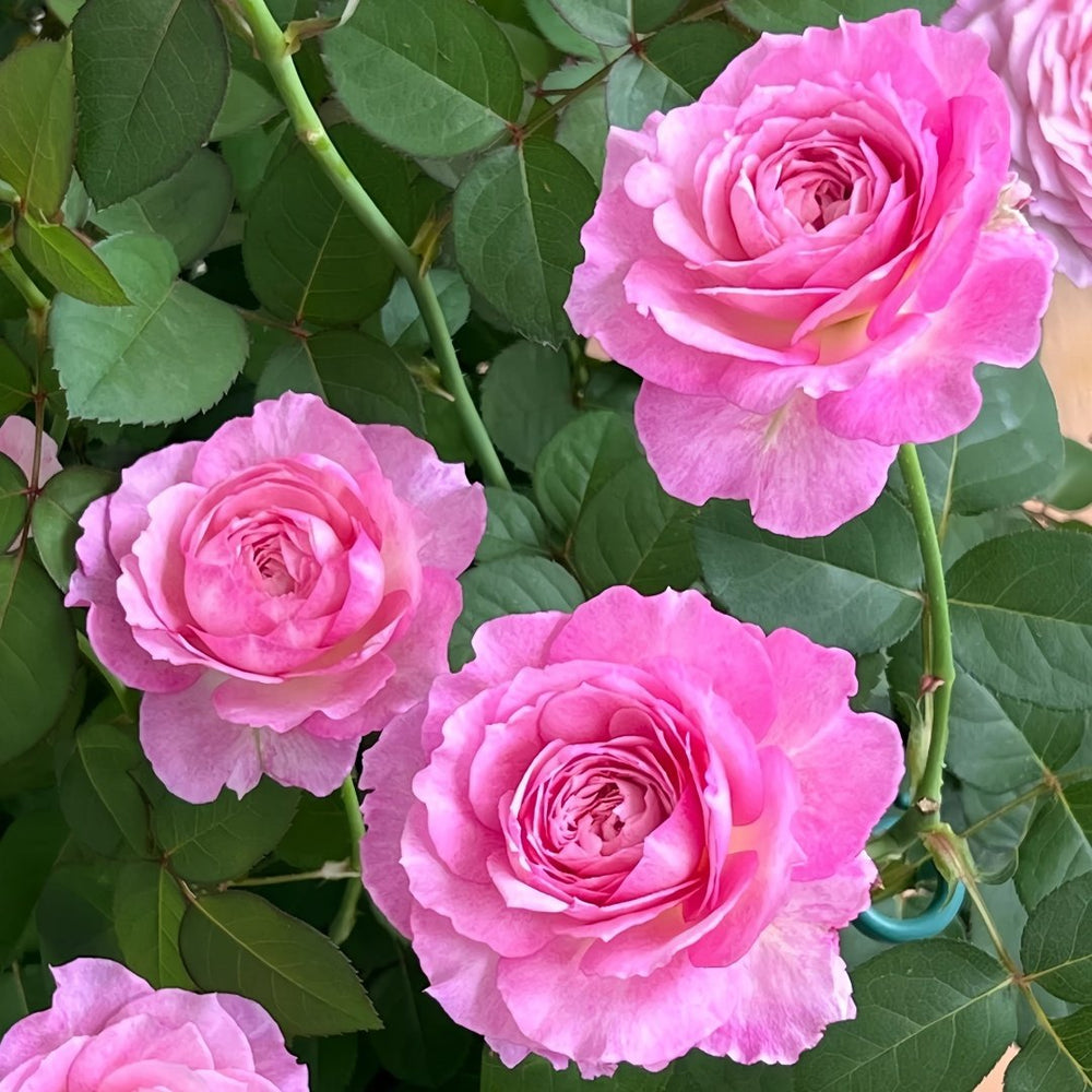 Xingyuan Xueqing Rose Plant | 杏苑雪晴 image 3