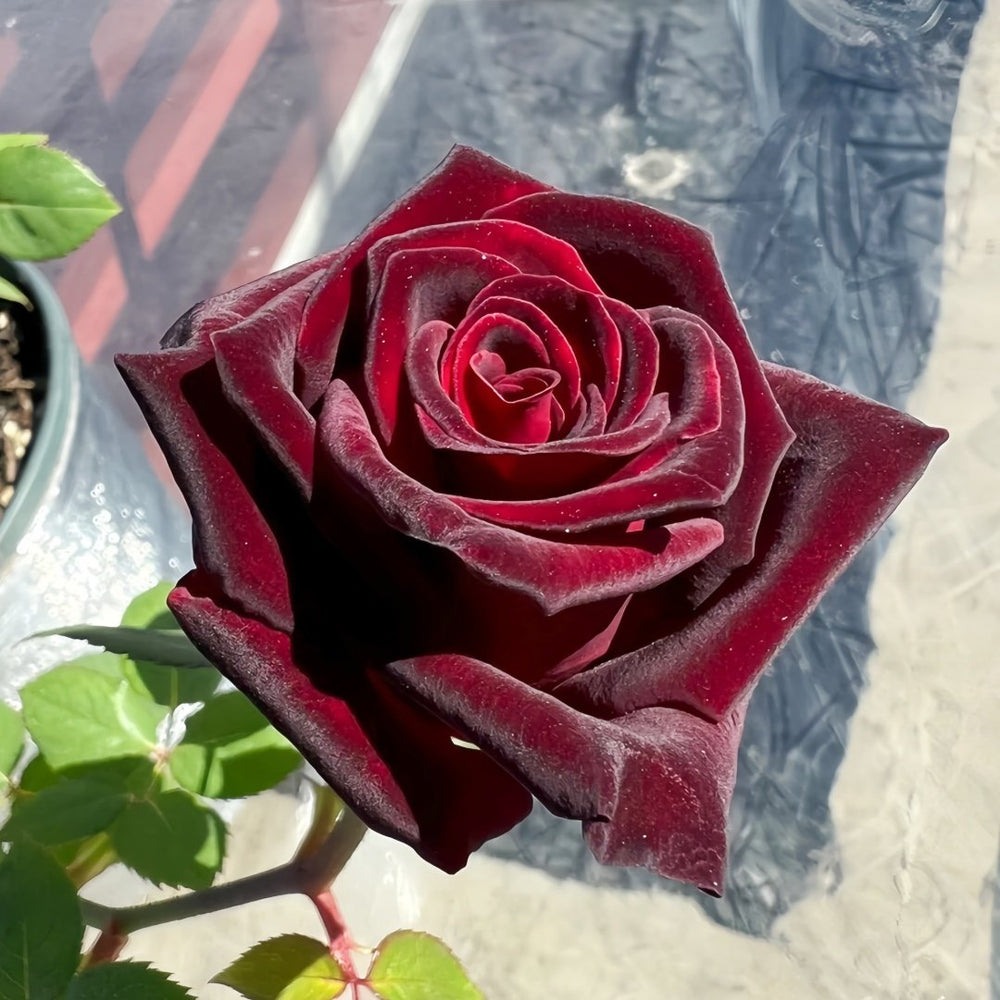 Black Baccara Rose Plant｜黑巴克 image 8
