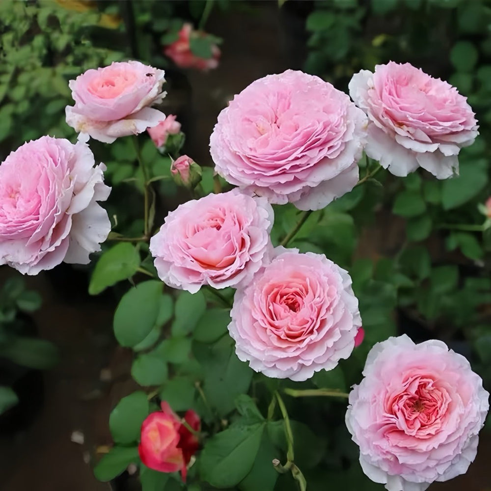 James Galway Rose Plant｜詹姆斯高威 image 6