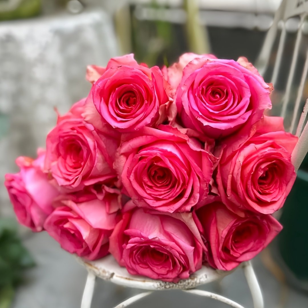 Grande Dame Rose Plant|贵妇人 image 3