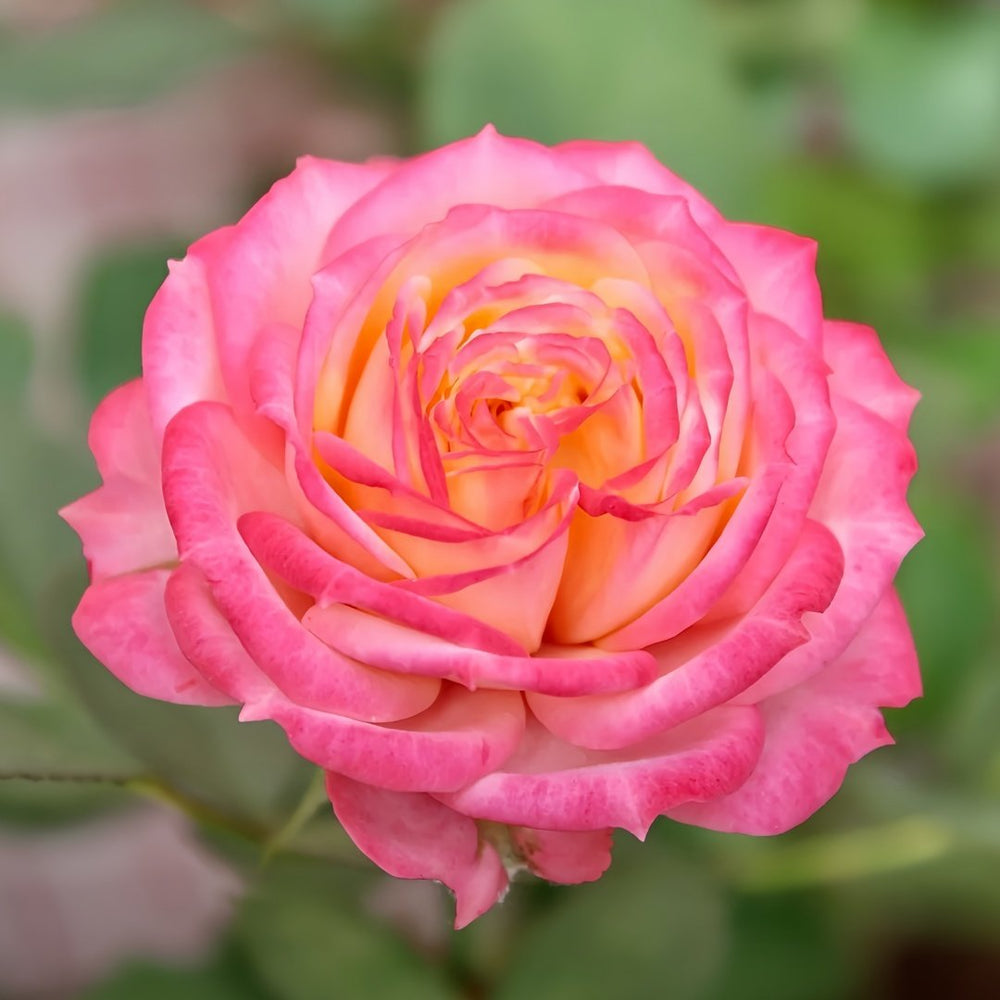 Bico Baby Romantica Rose Plant|浪漫比克 image 9