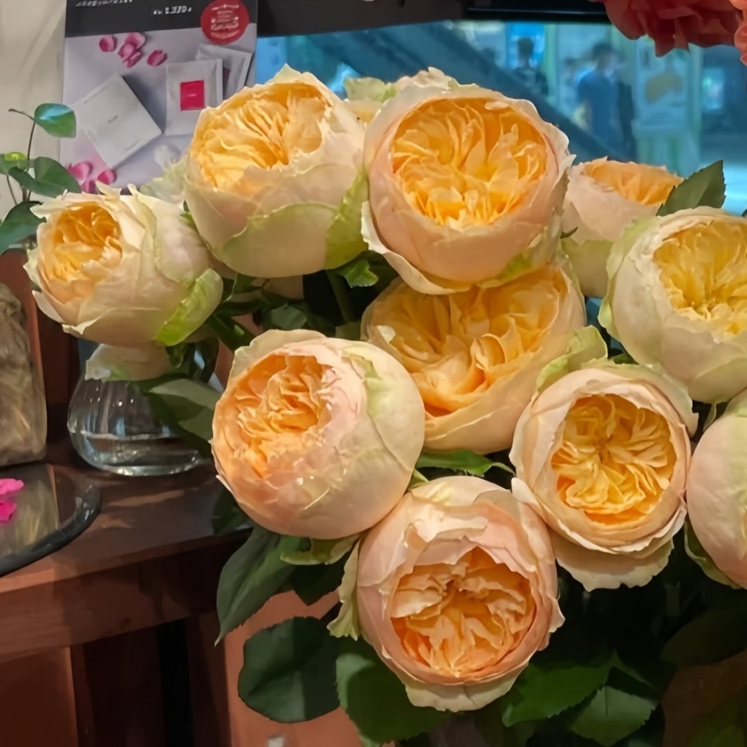 Vanilla Catalina Rose Plant｜香草卡特琳娜 image 5