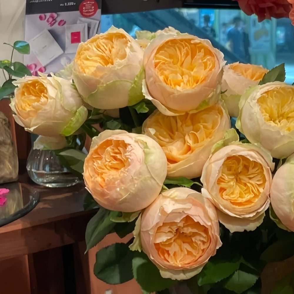 Vanilla Catalina Rose Plant｜香草卡特琳娜 image 5