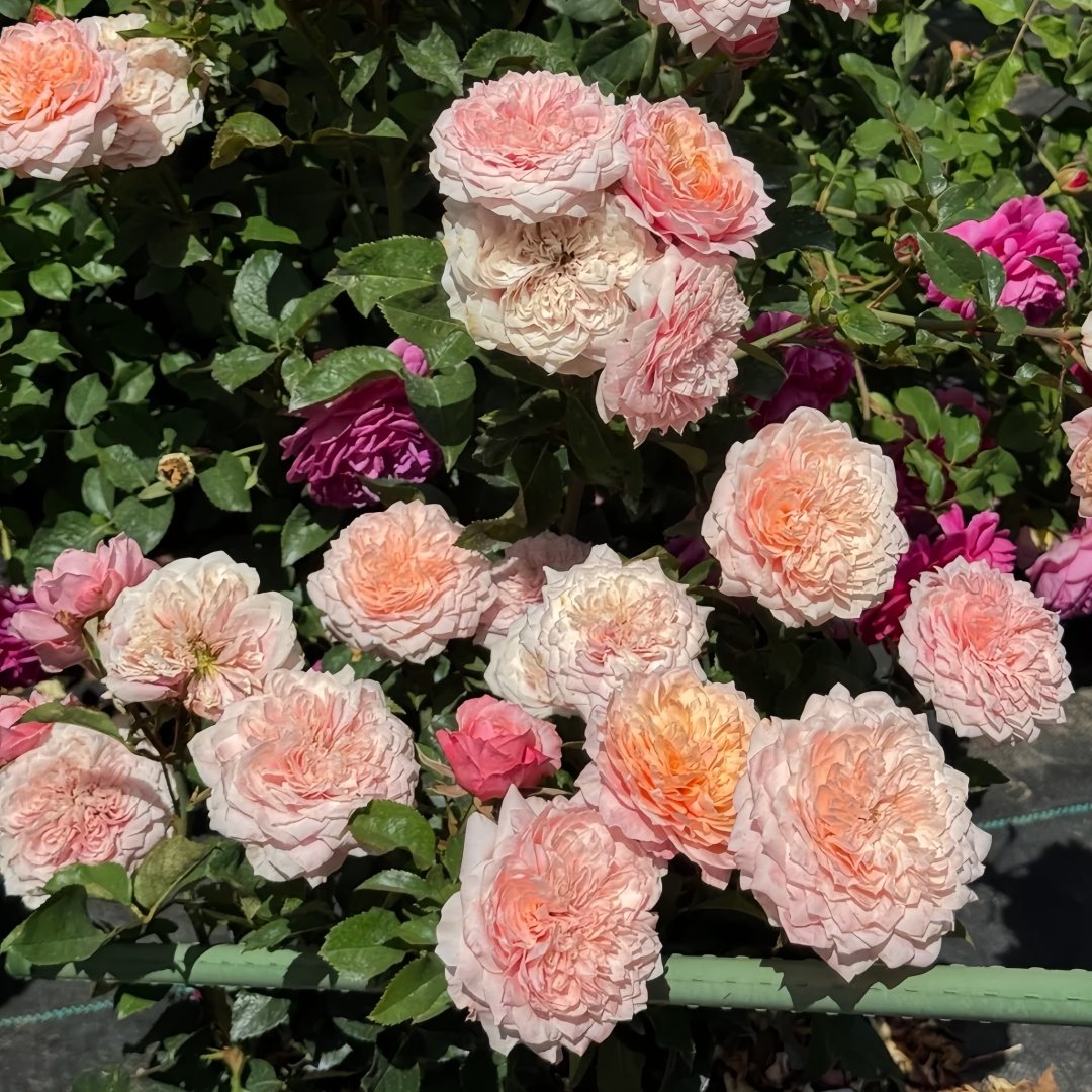 Mikoto Rose Plant｜美琴 image 8