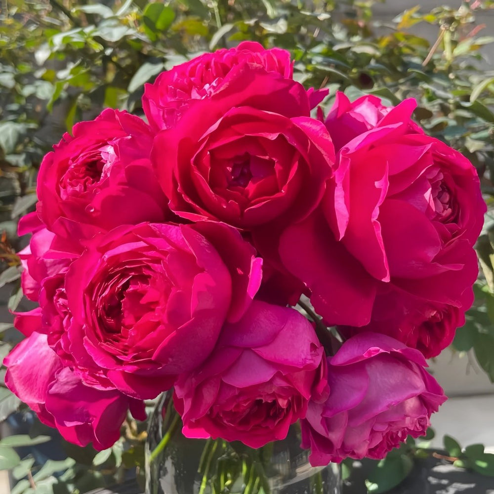 Deep impression Rose Plant|惊鸿 image 9
