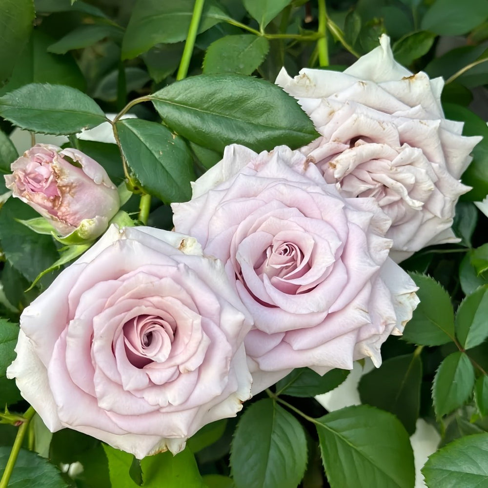 Sivery Light Rose Plant|月光曲 image 4