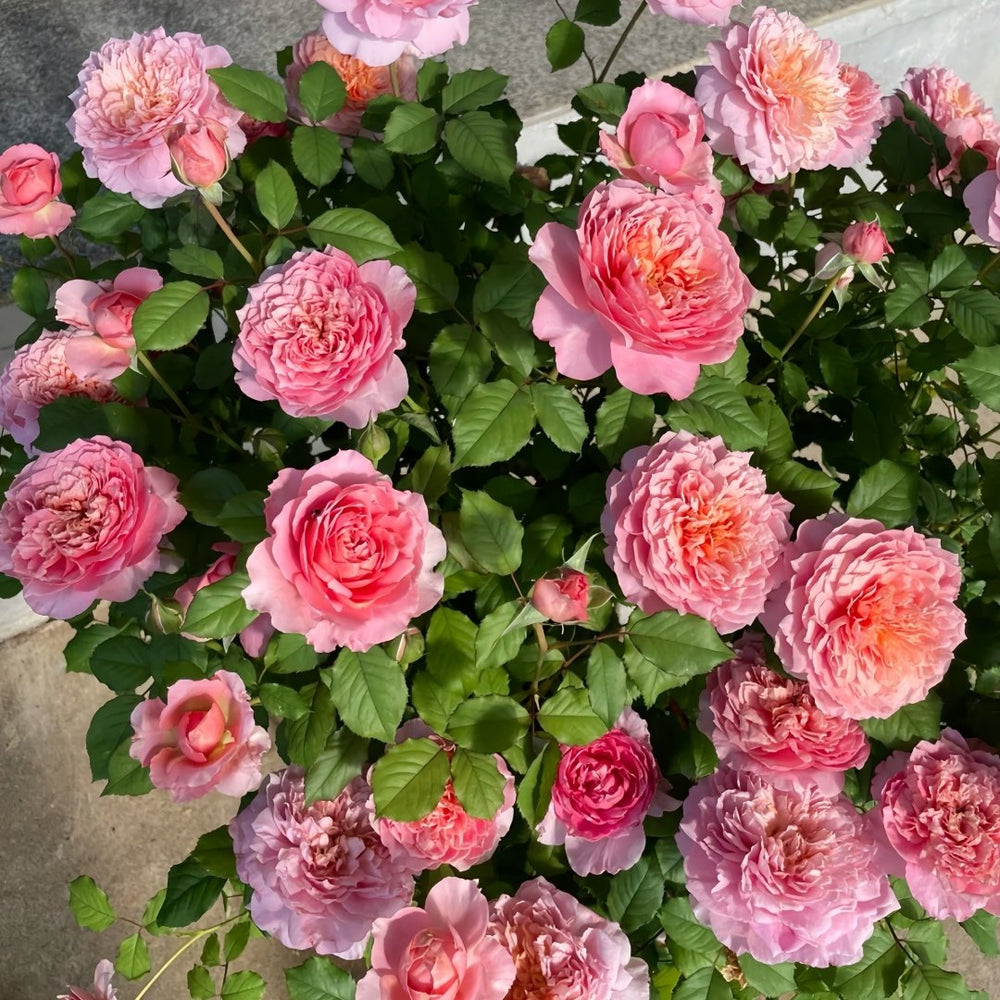 Taoran‌ Rose Plant|桃染 image 9
