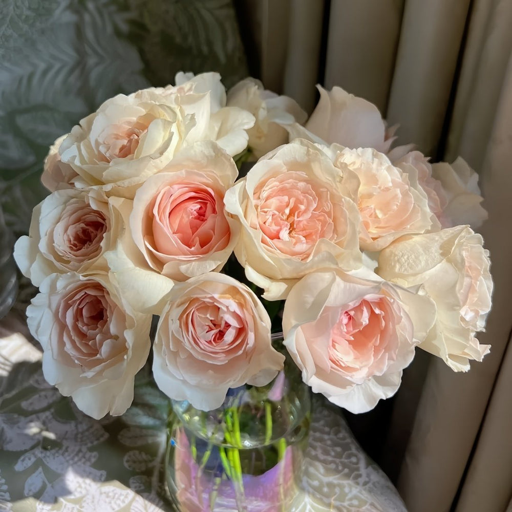 Fragrant Snow Rose Plant|香腮雪 image 6