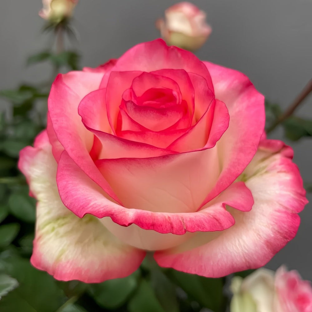 Jumilia Rose Plant｜艾莎 image 2
