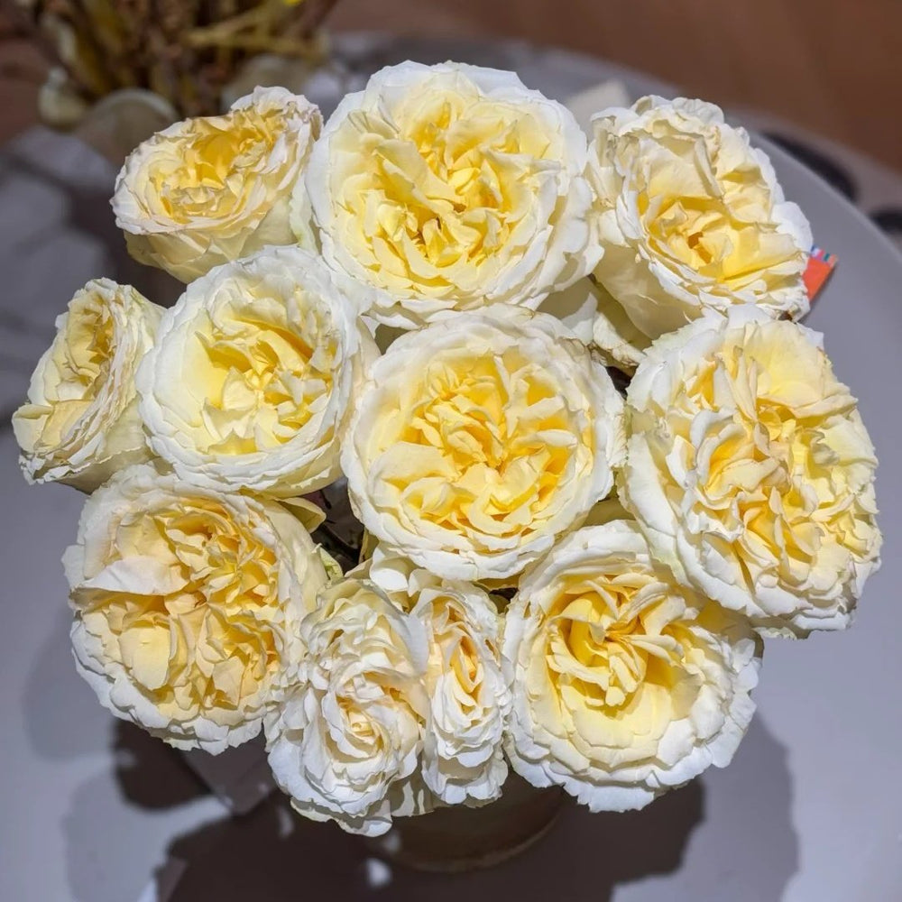 Liuxinsu Rose Plant｜流心酥 image 2