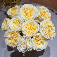 Liuxinsu Rose Plant｜流心酥 image 2