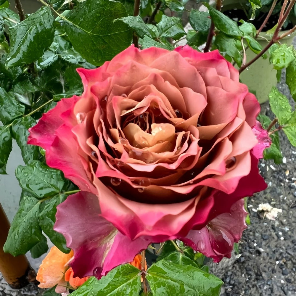 Thé nature Rose Plant|英伦节拍 image 7
