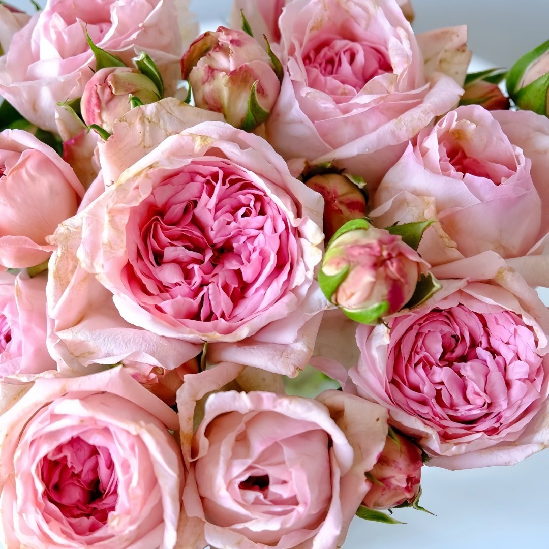 Pomponella Summerhouse Rose Plant｜蓬波内拉避暑别墅 image 3