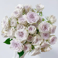 Silver Rain Rose Plant|银雨 image 1