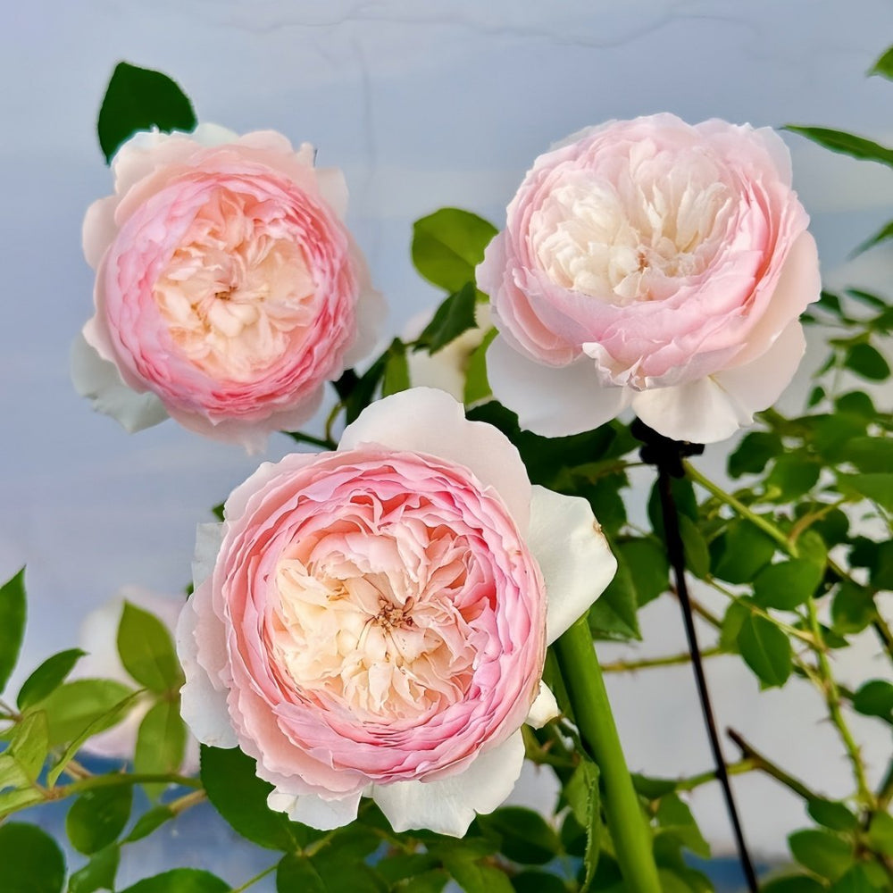 Hiyori Rose Plant|日和 image 6