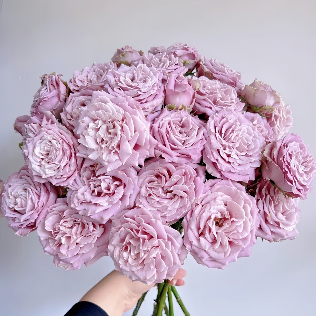 Blue Story Rose Plant｜蓝色物语 image 0