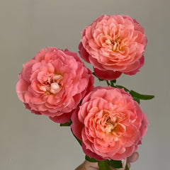 Queen of Hearts Rose Plant｜红桃女王 image 2