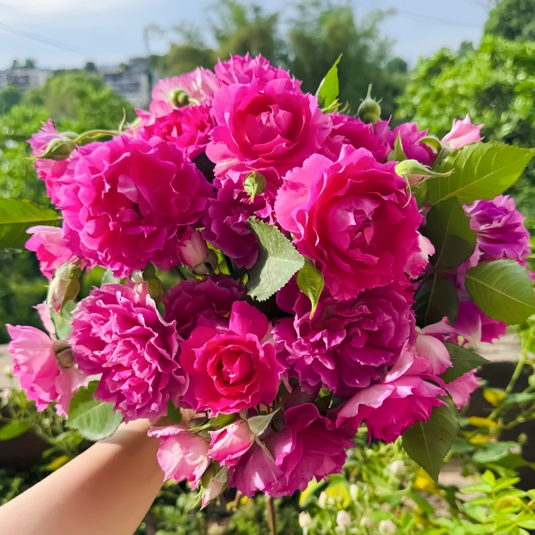 Sheherazade Rose Plant| 天方夜谭 image 2