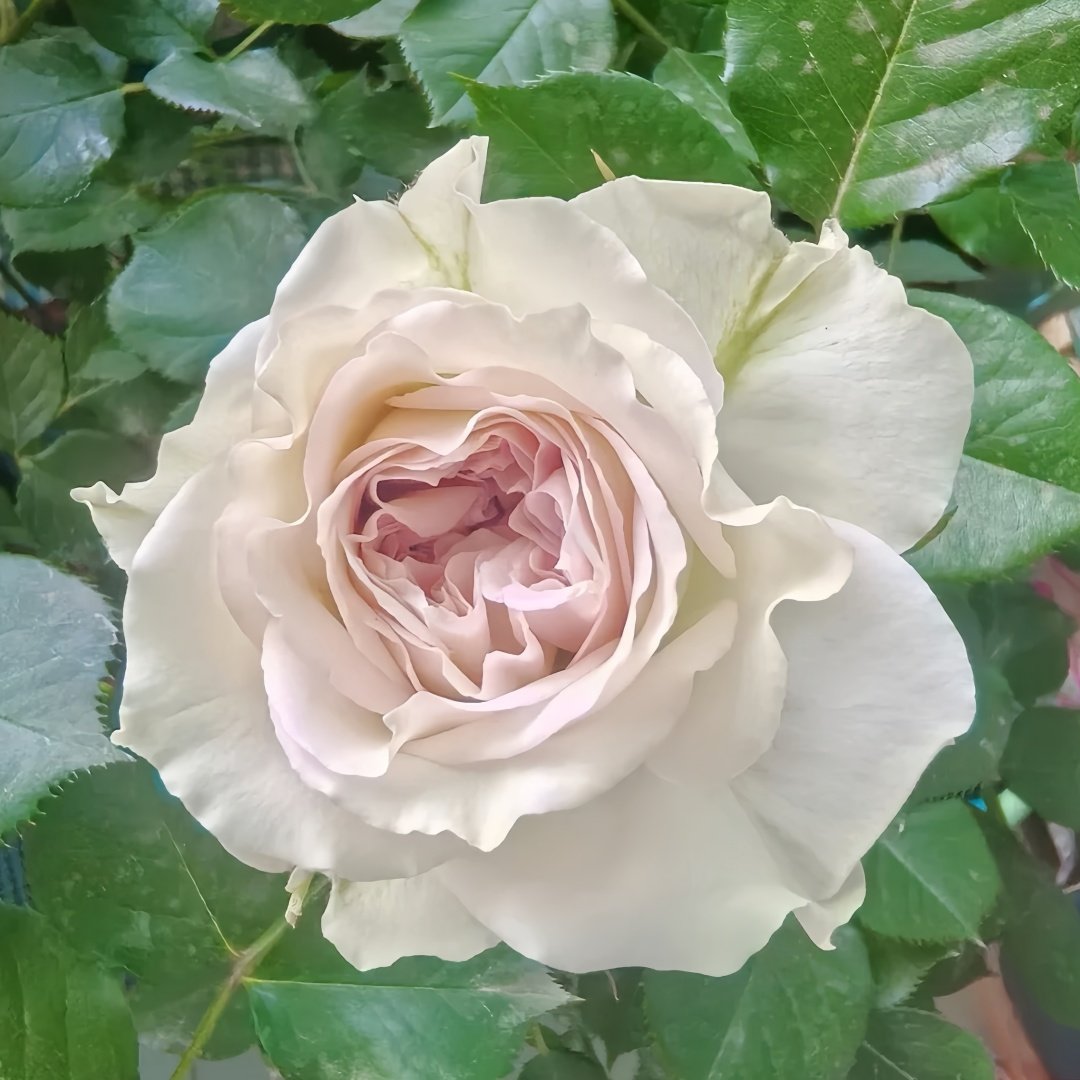 Silver Rain Rose Plant|银雨 image 8