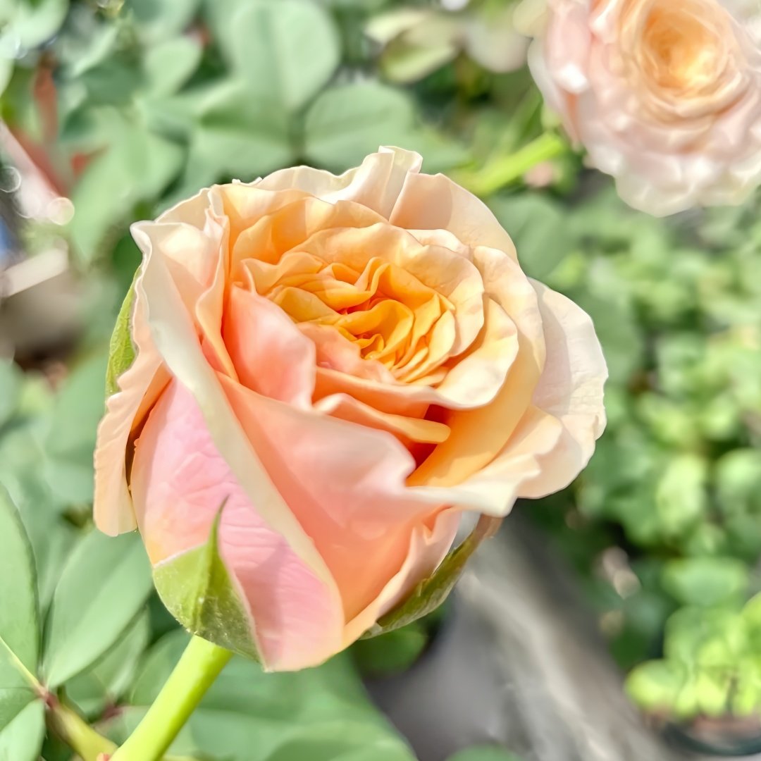 Mabella Rose Plant | 玛贝拉/猛犸 image 7