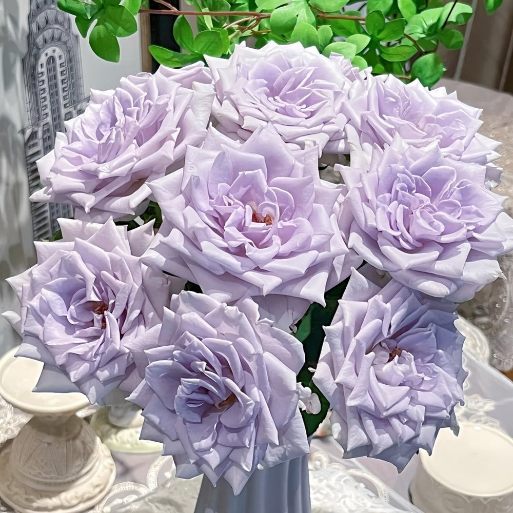 Blue gravity Rose Plant|蓝色引力 image 6