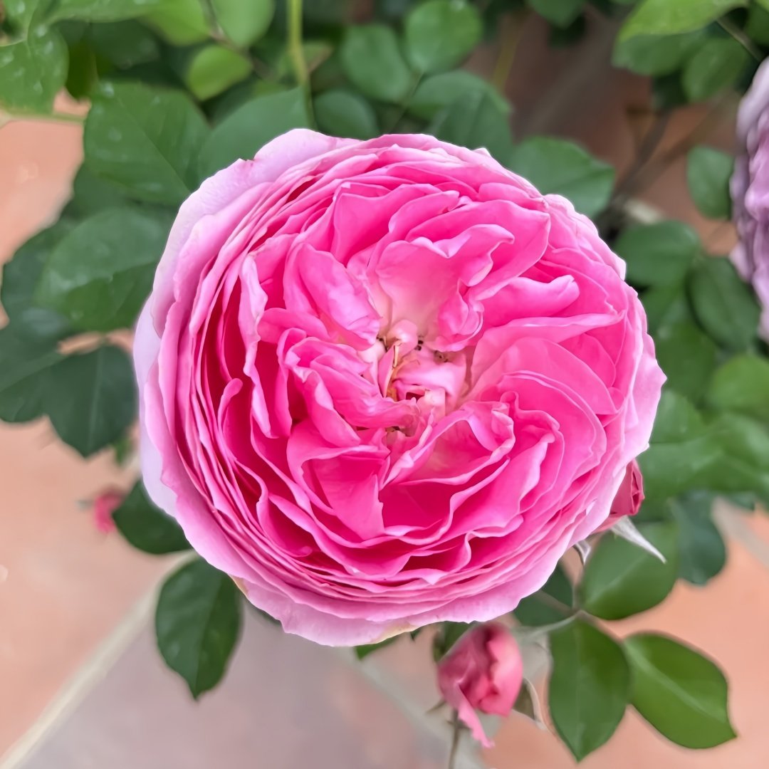Wan Shan Rose Plant｜纨扇 image 8