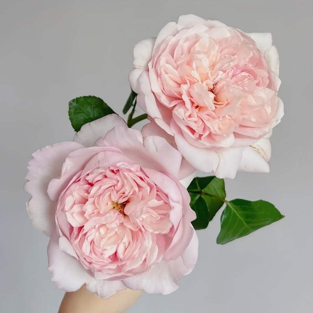 Mauritia Rose Plant｜远古大陆 image 6