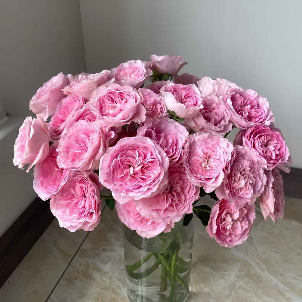 Princess Lace Rose Plant | 公主蕾丝 image 8