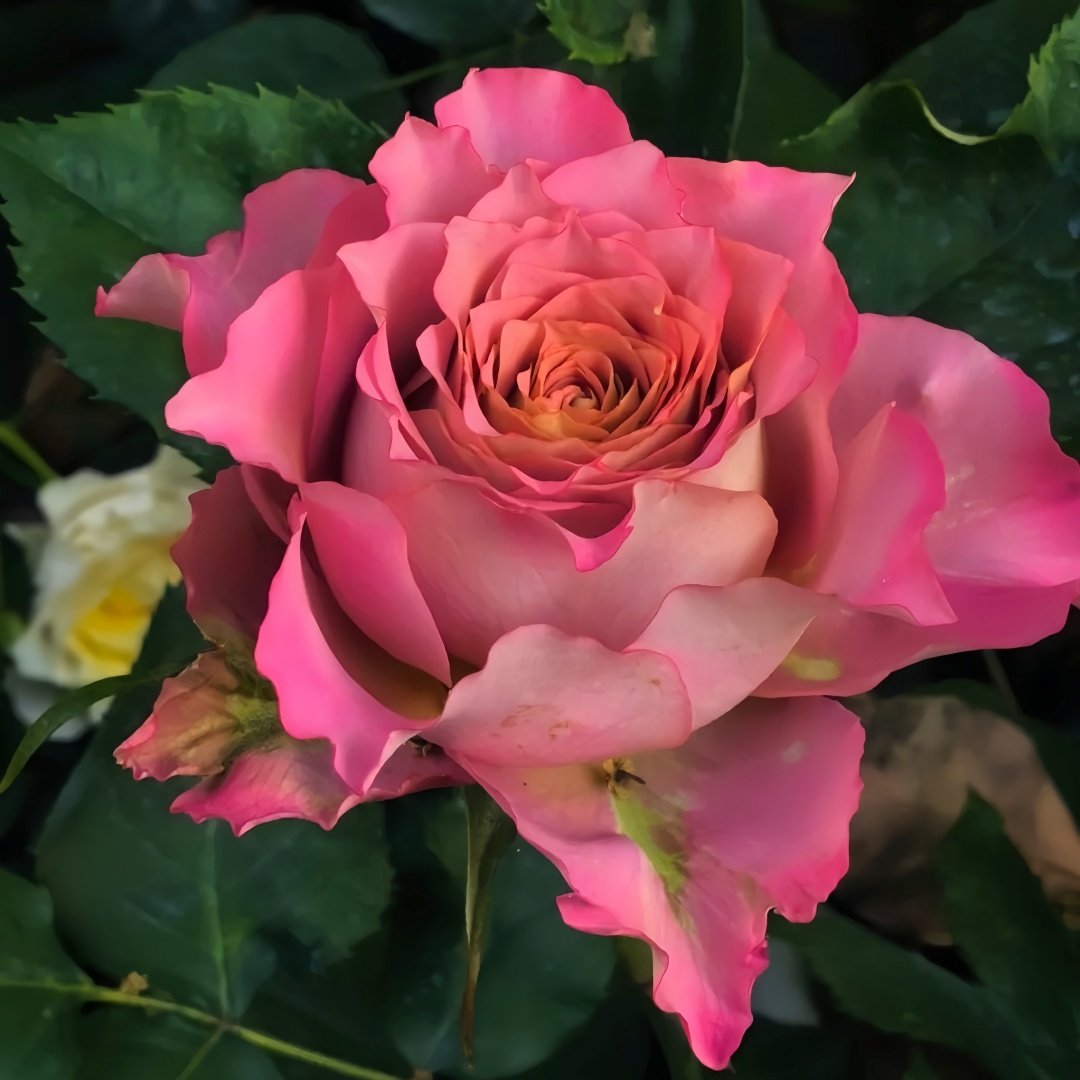 Thé nature Rose Plant|英伦节拍 image 6