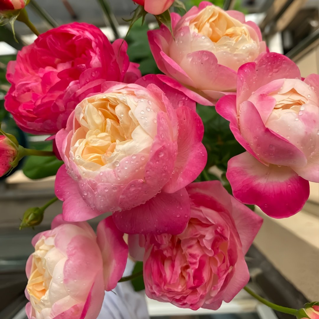 Japanese Mon Amour Rose Plant｜和室 image 5