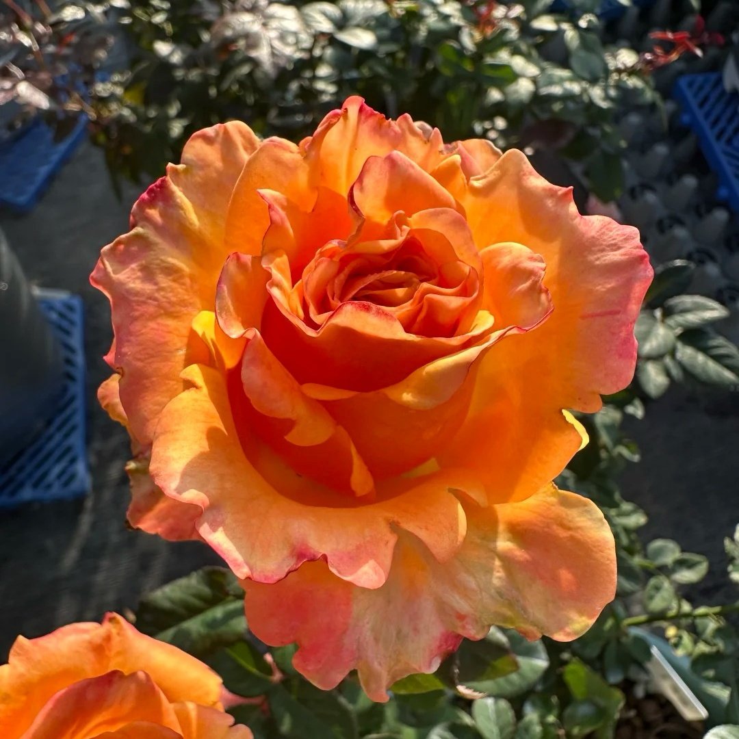 Apricot Queen Rose Plant｜杏色皇后 image 3