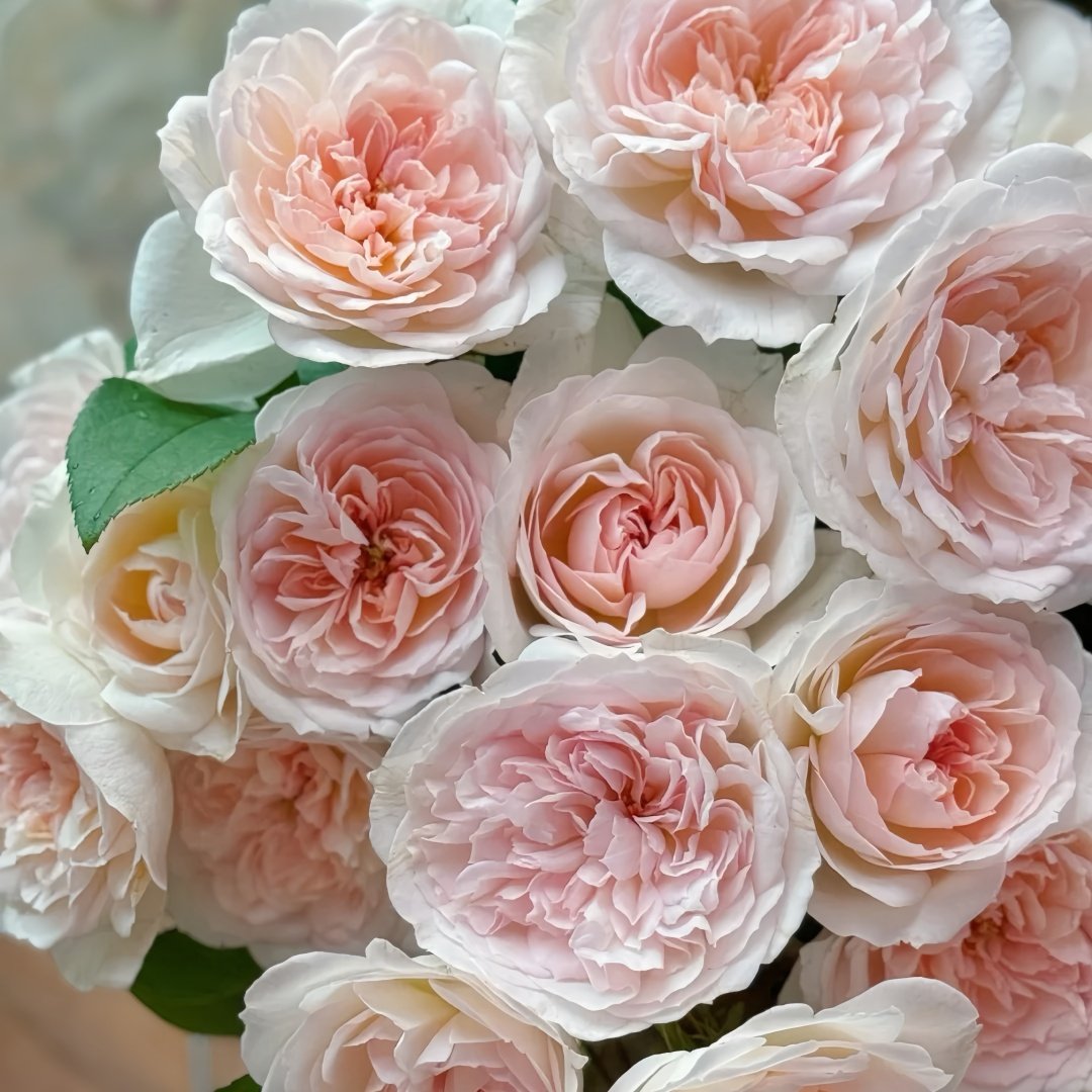 Princess Veil Rose Plant｜公主面纱 image 5