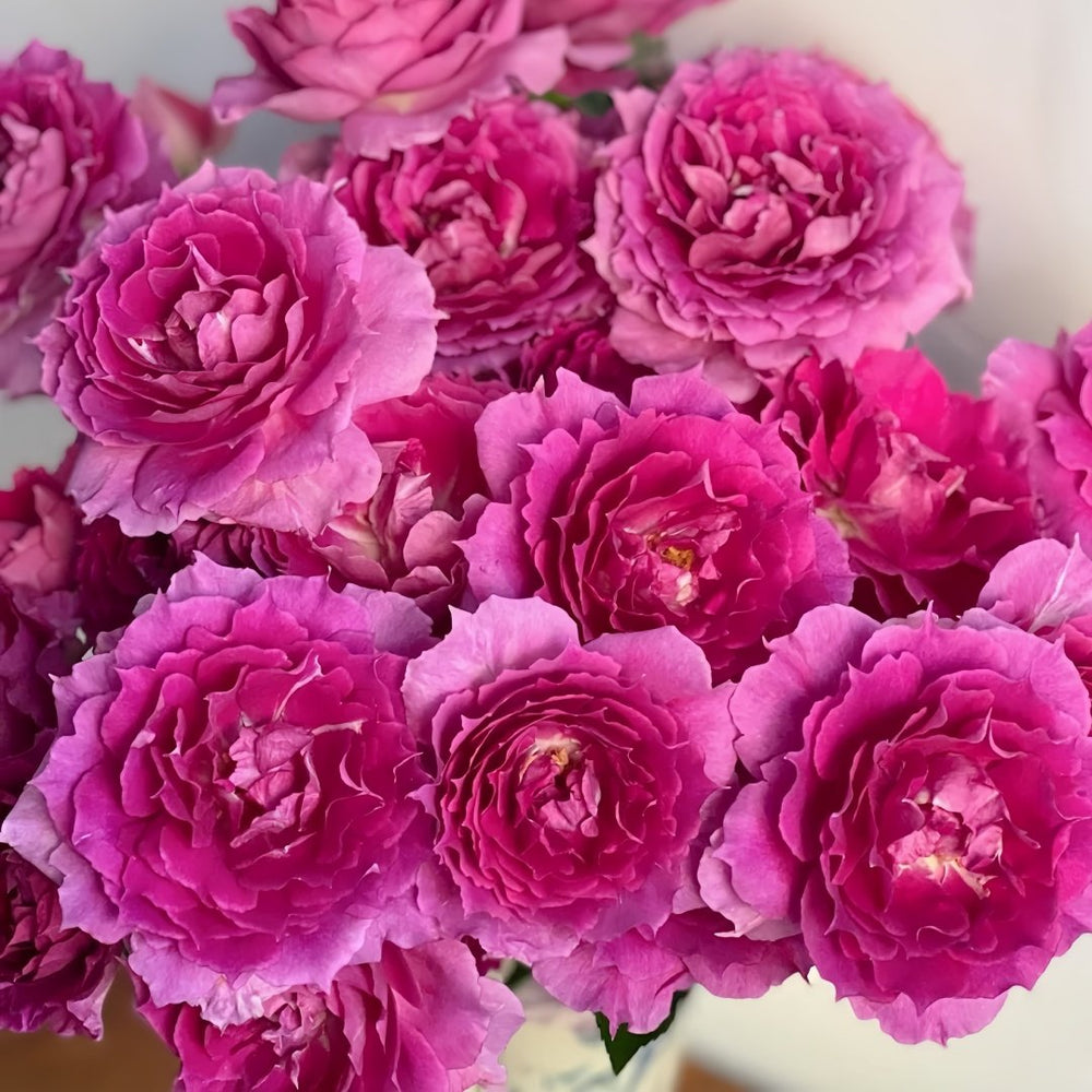Sheherazade Rose Plant| 天方夜谭 image 5
