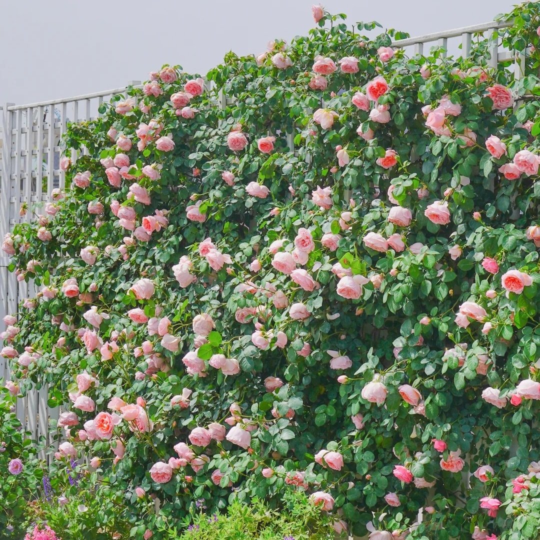 Dames de Chenonceau Rose Plant|舍农索城堡的女人 image 7