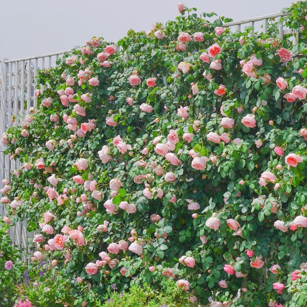 Dames de Chenonceau Rose Plant|舍农索城堡的女人 image 7