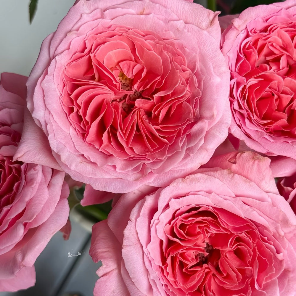 Laurent Cabrol Rose Plant｜劳朗卡布罗尔 image 5