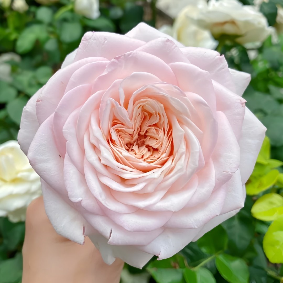 Special Bride Rose Plant｜特别新娘 image 5