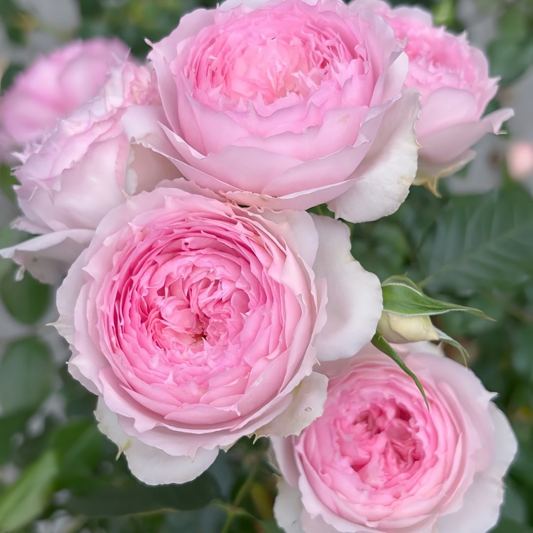 Rongrongyue Rose Plant|溶溶月 image 7