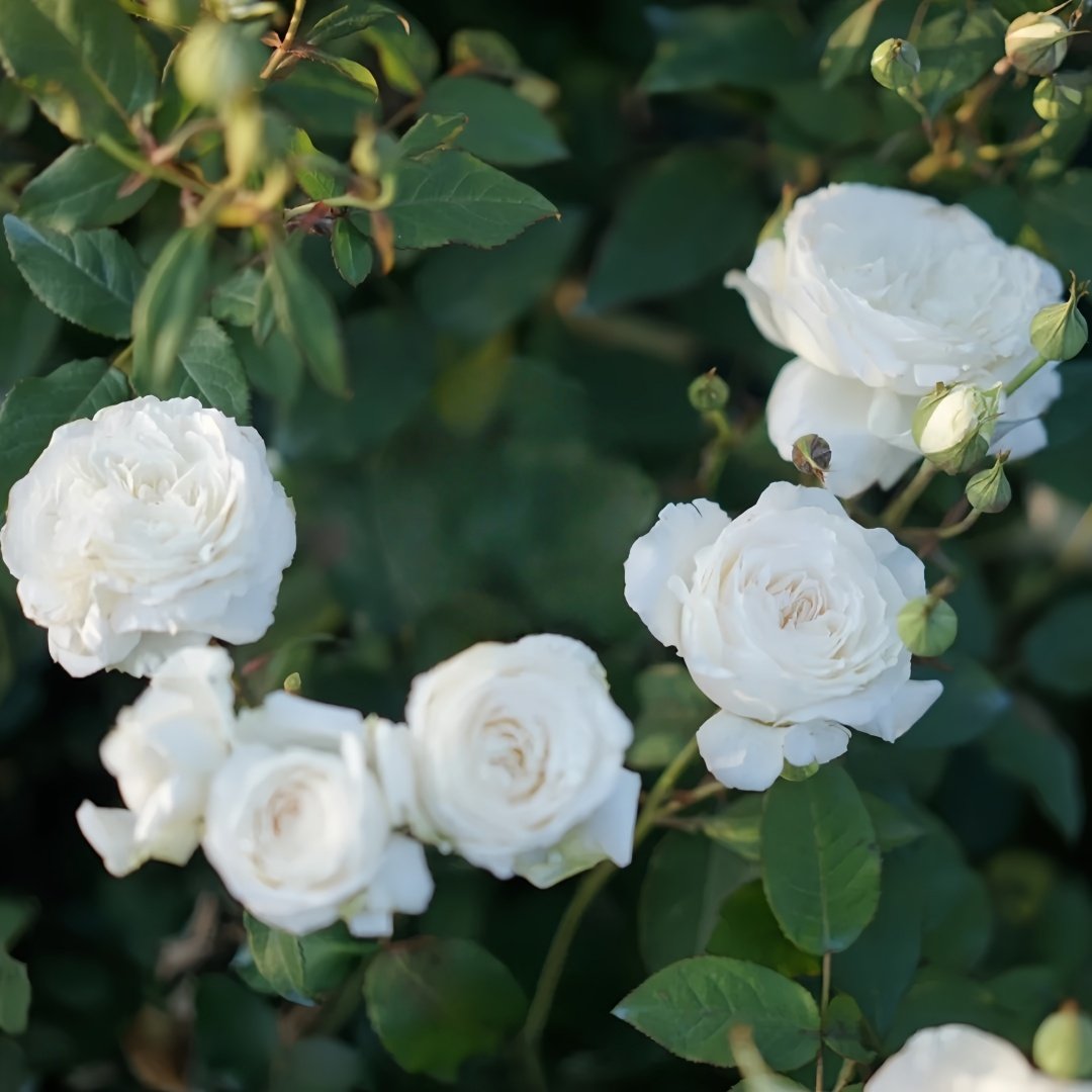 Shilabe Rose Plant|音调 image 6
