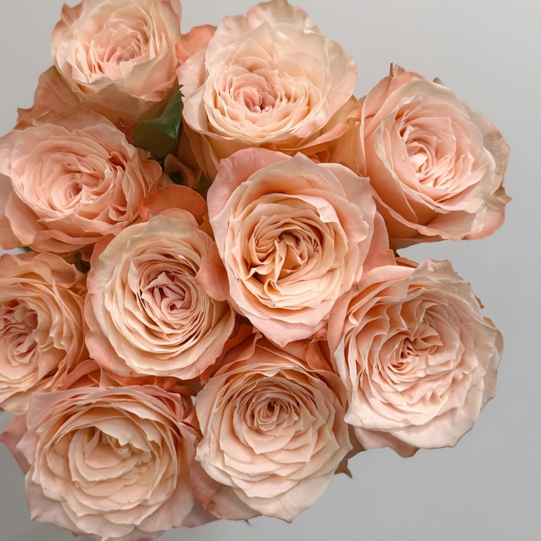 Warm hearted Milk Pastry Rose Plant|暖心奶油酥 image 8