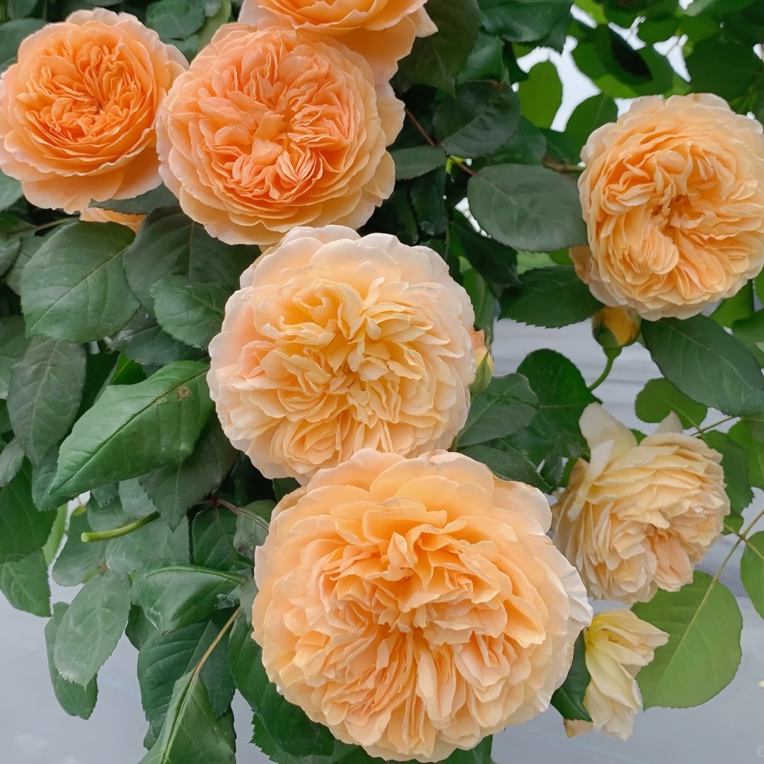 Crown Princess Margareta Rose Plant | 玛格丽特王妃 image 6