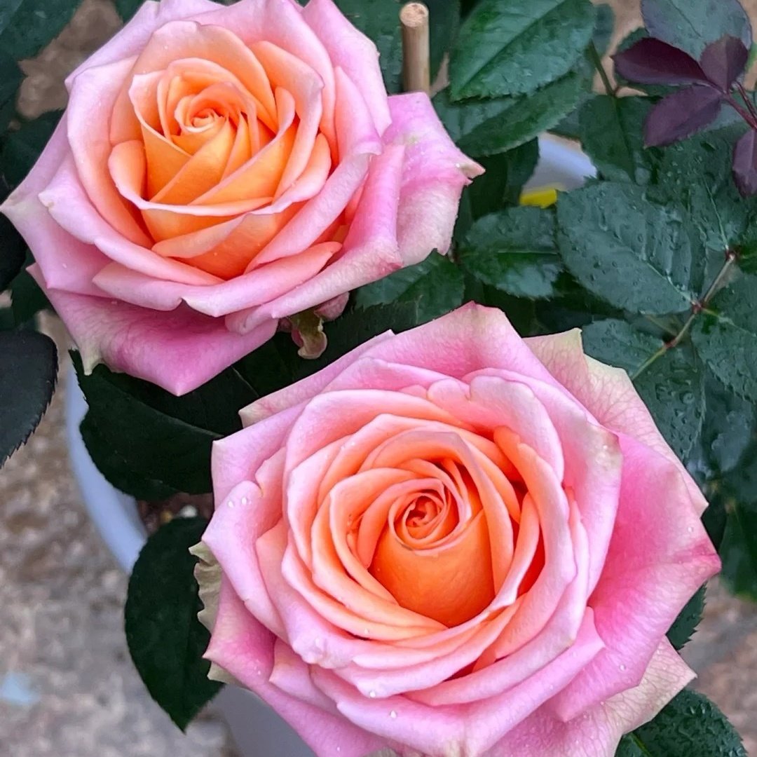 Love Pearl Rose Plant | 爱之珠 image 1