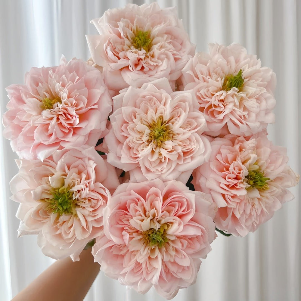 Solahana Rose Plant|天空 image 0